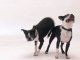 Salon Chiens Chats - Une annonce qui a du chien...et du chat !