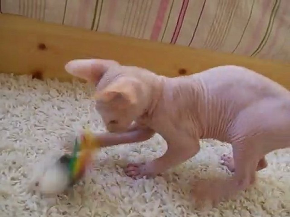 Heliot, jeune male sphynx de 2 mois