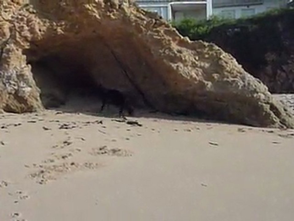 Neeko dans la mer