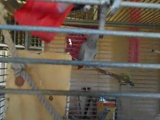 Mes perroquets : Elsa discute et Léo veut des caresses.2012.03.27.