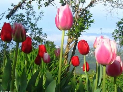 Duygusal Bir Fon İlahi