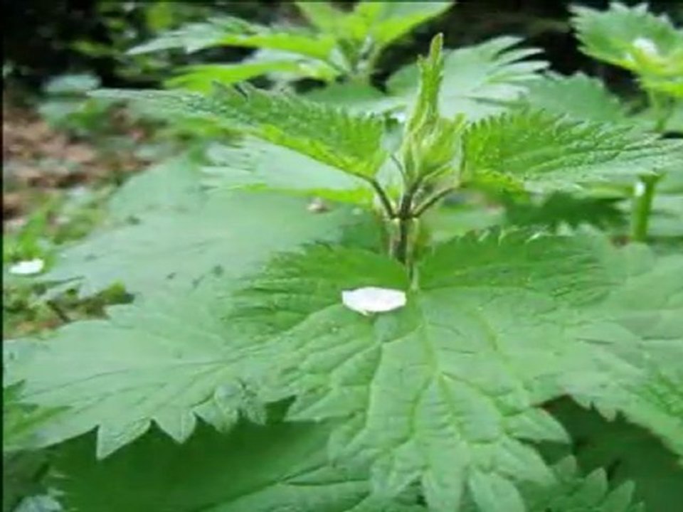 Burhan - Bomboş Köyler