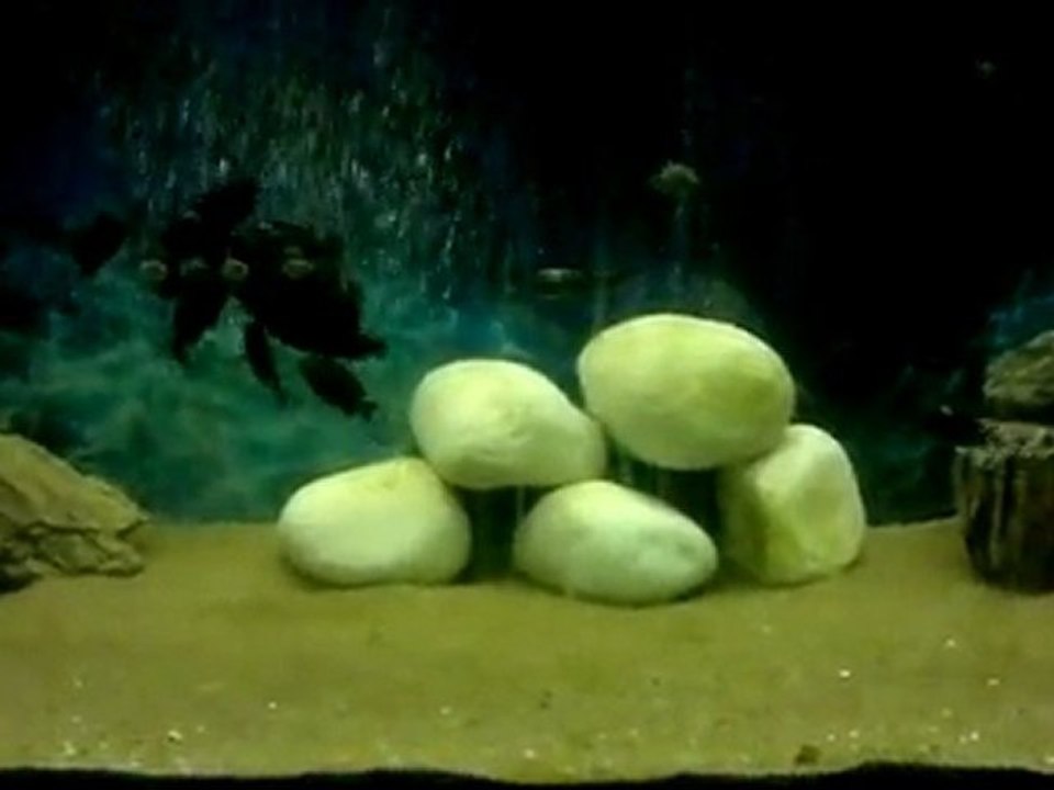 Duboisi 2