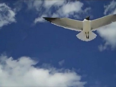 Johanne's Theme Sentimental Piano Storie's,Patrick Stafford Movie-Clip Full HD 1080p