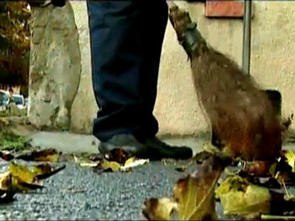 Taner Eyüpoğlu - Nasıl Oldu da Sevdim