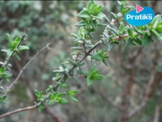 Comment faire une infusion de thym contre les maux de gorge.