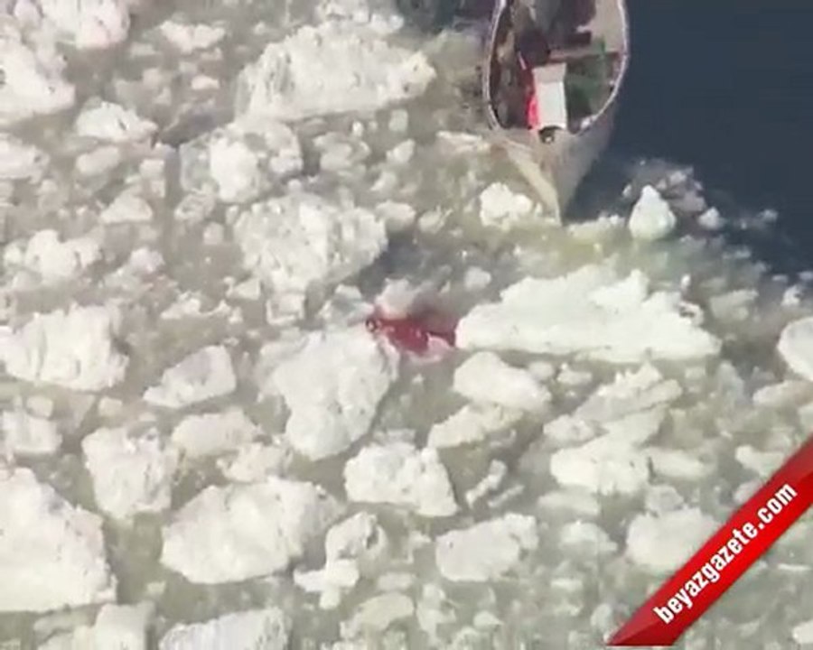 Kanada'da fok katliamı başladı