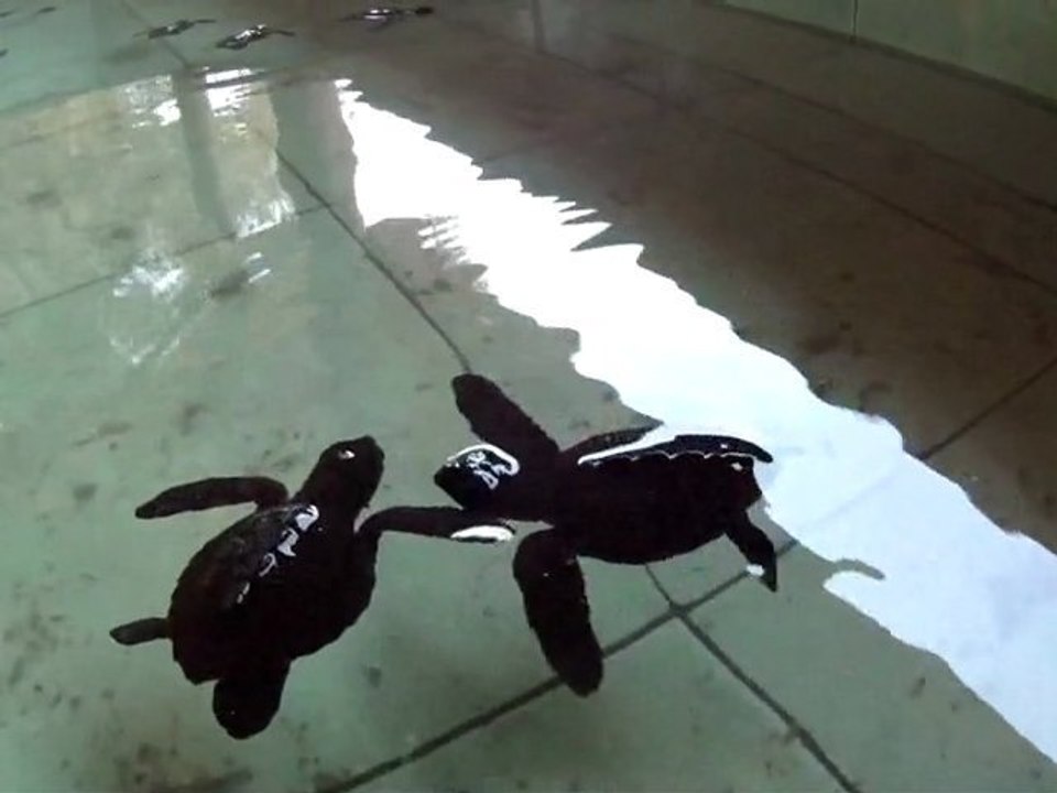 La nurserie des tortues