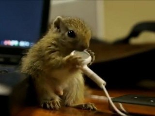 Vidéo : un bébé écureuil grignote des écouteurs d'iPhone