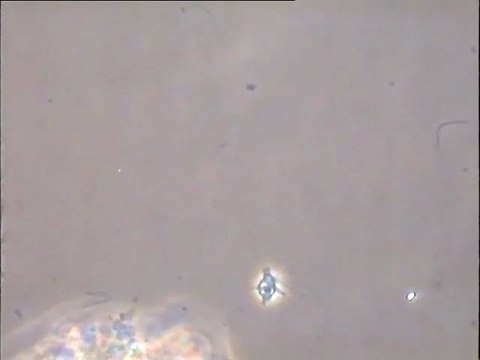 Examen d'une boue d'effluent d'usine de composants électronique de Thaïlande