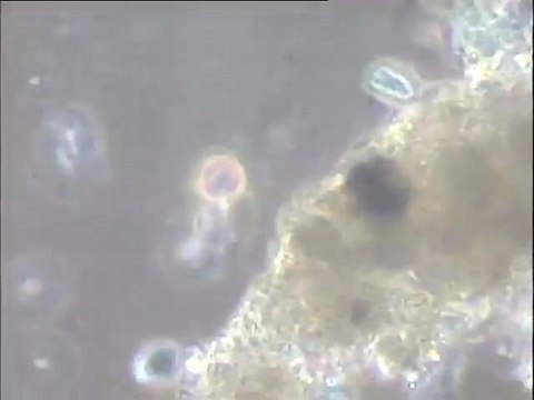 Examen comparatif des pilotes d'hydrolyse S1 et S2 d'Achères à plusieurs mois d'intervalle