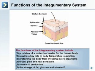 The Integumentary System - What is Histology