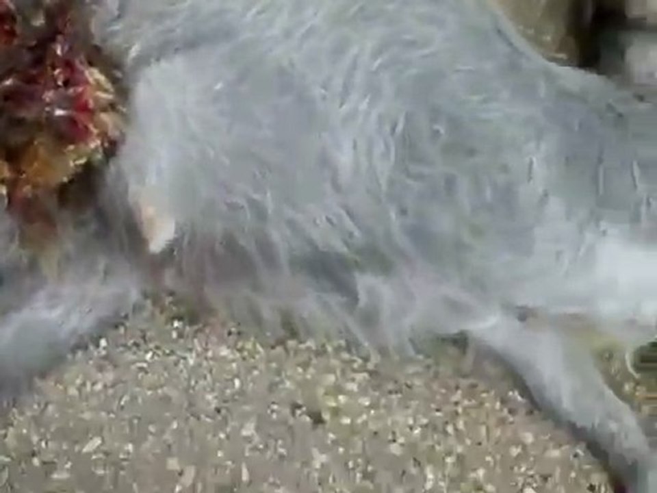 فري برس ريف حماه المحتل من جرائم ميليشا الأسد في قلعة المضيق