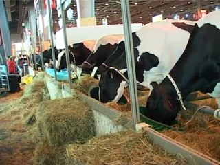 La traite automatique des vaches.