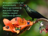 Le printemps avec les oiseaux-03-28-13-25_wmv