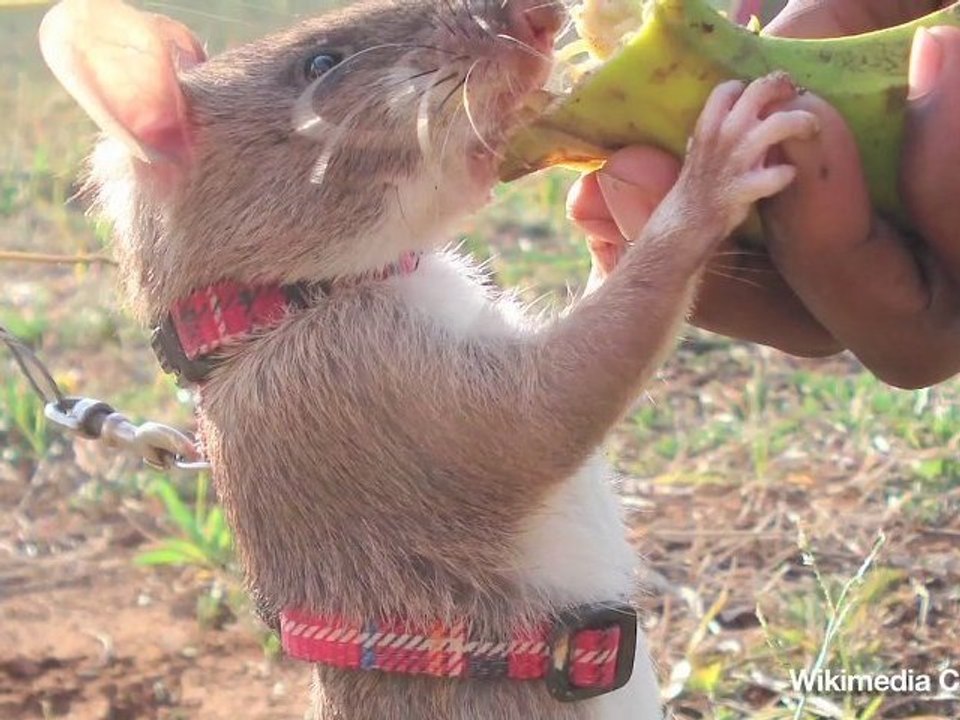 Rats Bigger Than Cats Living in Florida Keys video Dailymotion