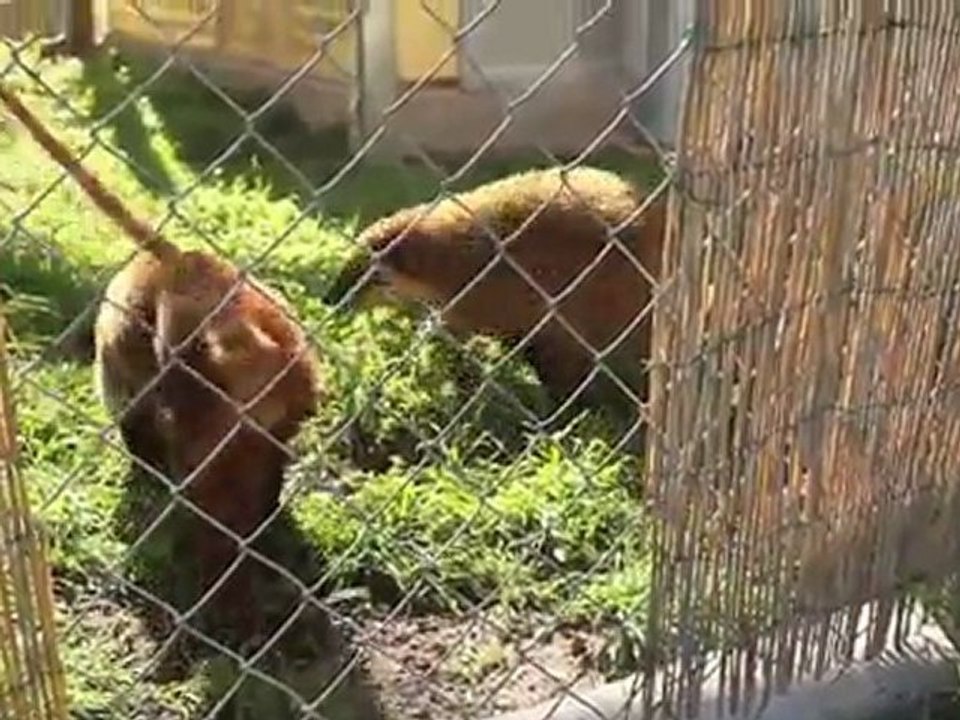 Exotic Pets - Learn About Mountain Coatimundi - video Dailymotion
