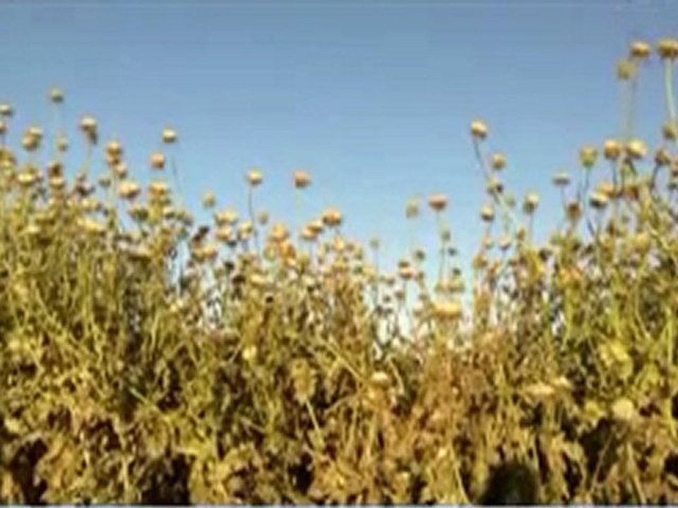 فري برس ادلب أغنية جنة مع فيديو كليب صور من بلدة زردنا في ريف ادلب