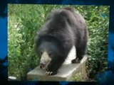 The Bear Facts - Fun Facts About Bears