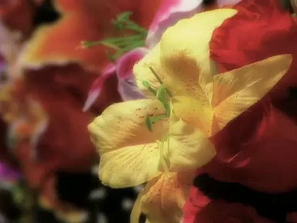 Amaryllis - Fleuriste Nord