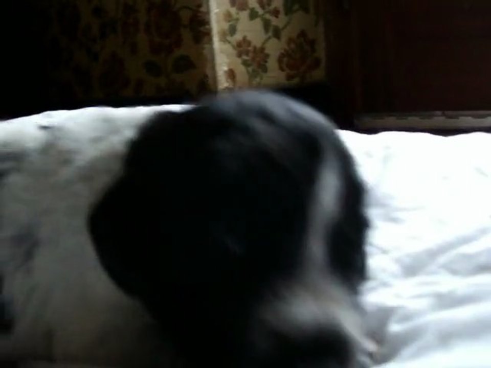 HORUS DE LA RONCE DU GEVAUDAN