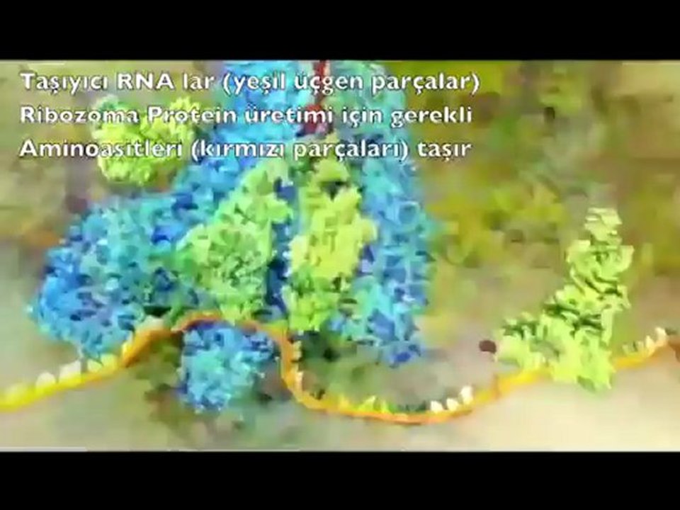 EVRİM TEORİSİ NEDEN GEÇERSİZ - 1