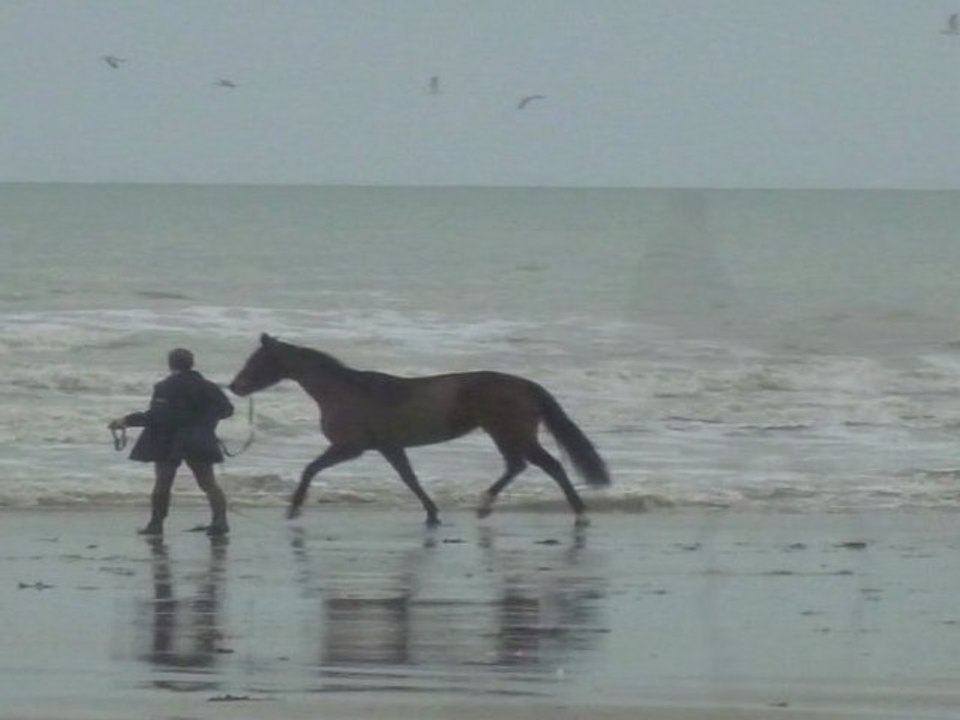 Hâvre de Geffosses, Anneville-sur-Mer et Gouville-sur-Mer : automnes et hivers 2010 et 2011