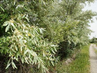 Sevim Coşkun - Gelmesin Ey Dost