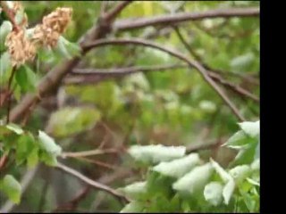 Marsis - Deda (Anne)