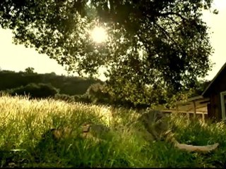 Lady Antebellum - American Honey