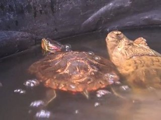Caiman makes best friends with his meal.