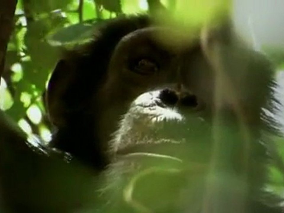 Die Anfänge der Menschheit (2_12)