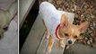 Chihuahuas Wearing Shirts and Sweaters