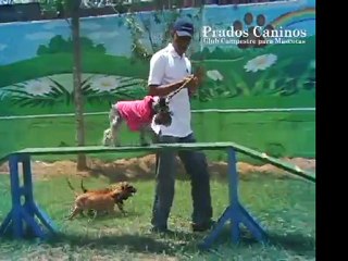 Video Institucional Prados Caninos