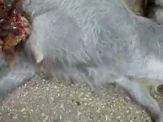 فري برس ريف حماه المحتل من جرائم ميليشا الأسد في قلعة المضيق 28 3 2012