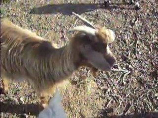 MARINA PETITOU LOLITA ETOILE