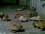فري برس قطط محاصرة في قلعة المضيق الأثرية يقوم الثوار بالعطف عليها و إطعامها من قطع اللحم المعلب وهو من طعامهم يؤثرون على أنفسهم ولو كان بهم