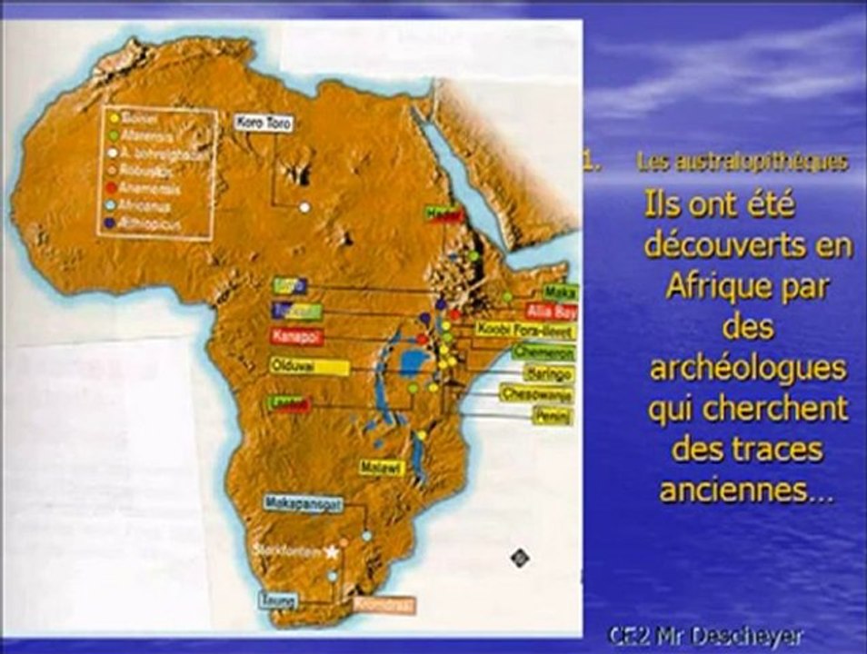 H1 Australopithèques