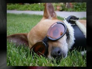 Small Dogs Wearing Adorable Clothing