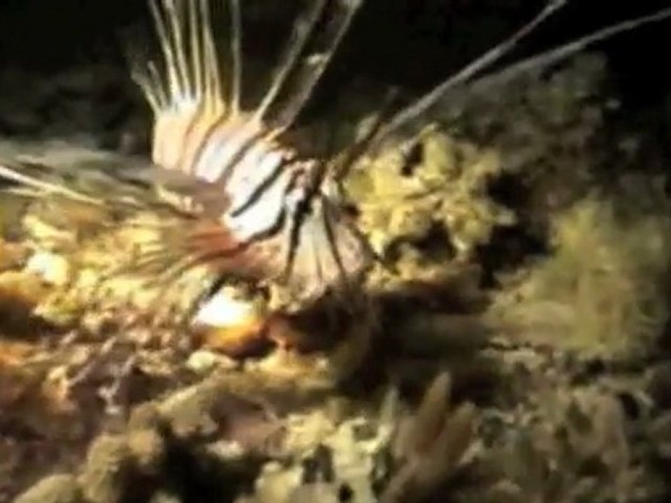 TDM-38 CAIRNS PLONGEE HD