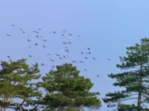 Giganten der Urzeit E05 Der Riesenvogel Deutsch