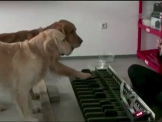 Dogs With Perfect Pitch