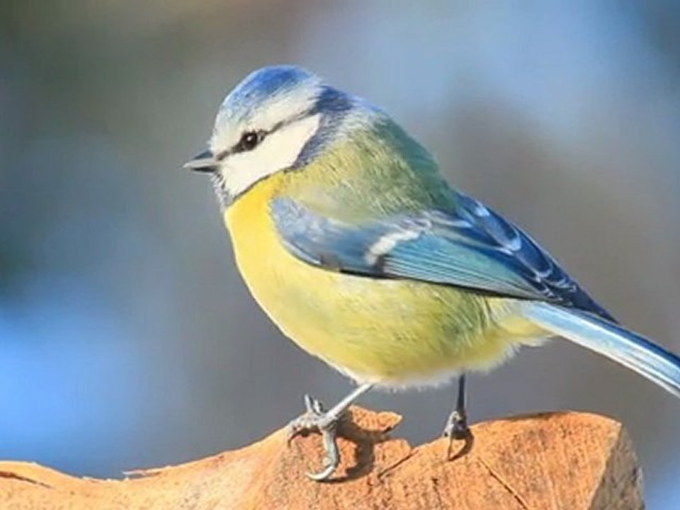 Wildes Europa Trailer