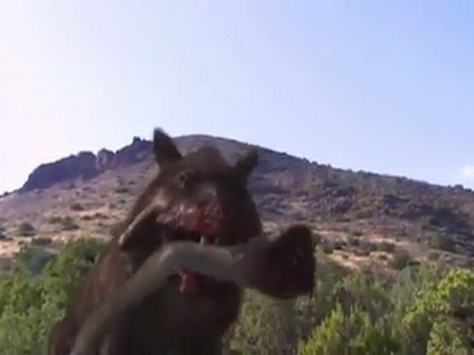 Vor 38 bis 19 Millionen Jahren - Prehistoric Predators_ Killer Pig Part 2