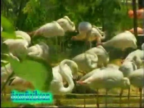 Grup Bağdaş - Karabük Çiftetellisi