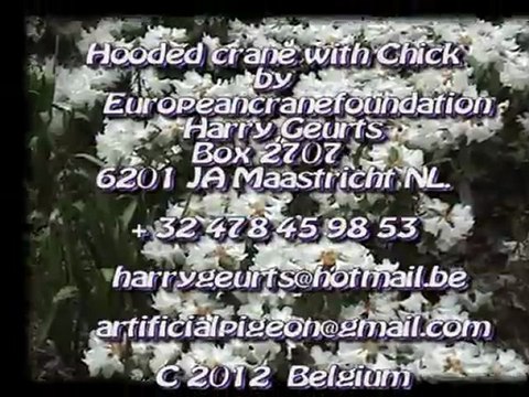 Hooded crane with chick- grus monacha- by Europeancranefoundation Harry Geurts c 2012 Belgium