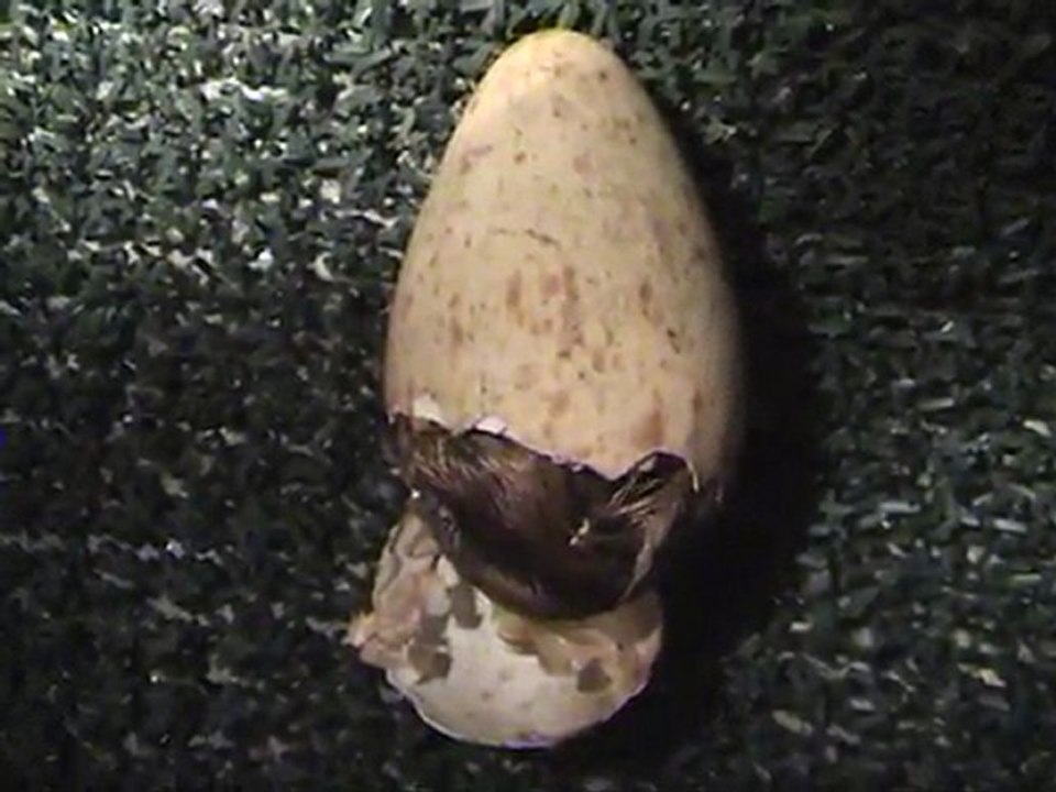 The Birthday of the European crane- Grus Grus-by Europeancranefoundation  harry geurts  C-2012 Belgium