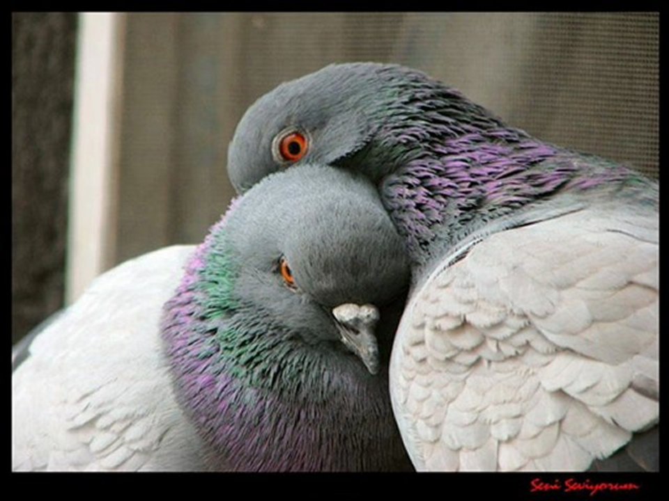 seni seviyorum çünkü harika bi şiir