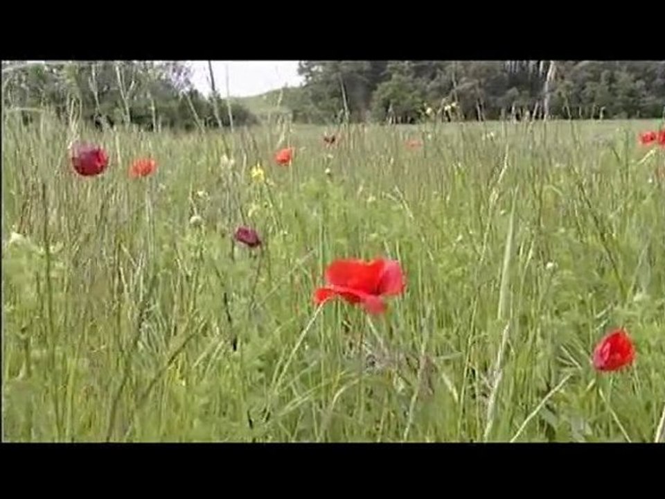Parcelles d'histoire : Une frise historique pour comprendre le présent et agir pour la biodiversité