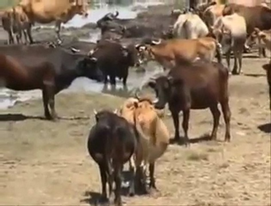 coban kavali-köy görüntüsü esliginde